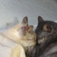 みやちゅん(Bocca chiusa中)