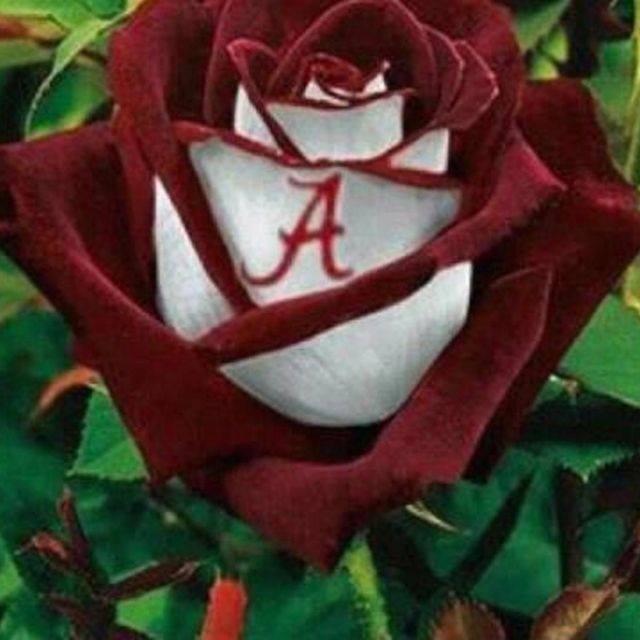 Carolyn Taylor 🐘🏈❤