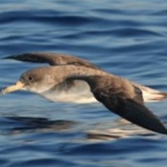 Zorro, ma mi sento tanto fragolino89.