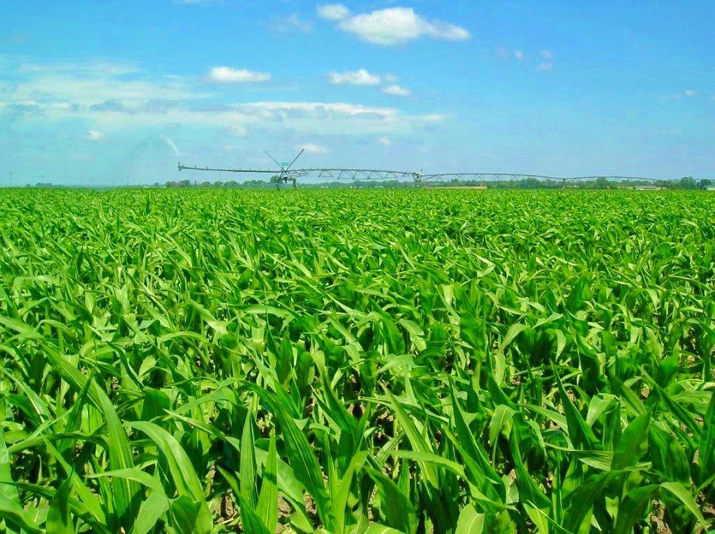 Marshall Land Brokers & Auctioneers