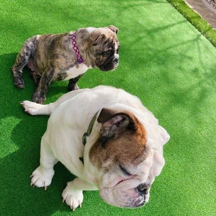 Bad Dad From The Top Rope