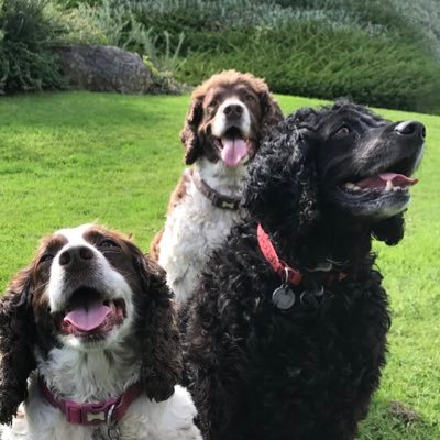 Super Spaniels
