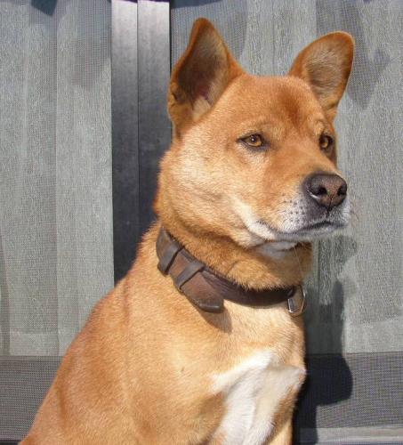 吸ぅ珍　五目野郎