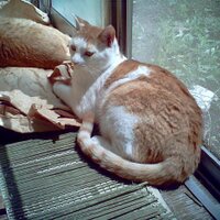 まねきねこにゃんこ