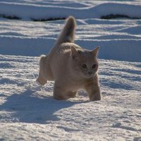 リミティス@ポニテ教徒