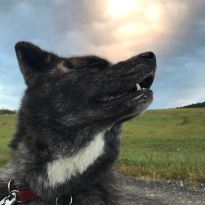 秋田犬　あずき