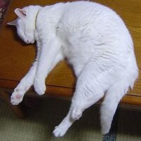 やまのうえのとっぷがん