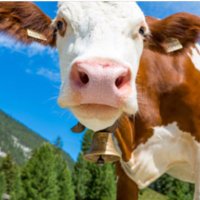 Devin Nunes’ Cow’s mom 🐄🌈 🇺🇦