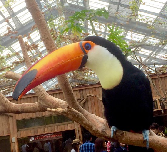 less than toucan
