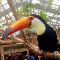 less than toucan