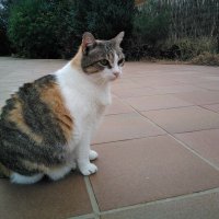 P. Cañadas☣️🐐