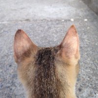 Ramiro José Fadul Brun ®