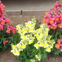 ジェットラベンダ～