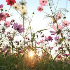 ᥫ᭡.ִֶָ𓂃.ᐟ Ka