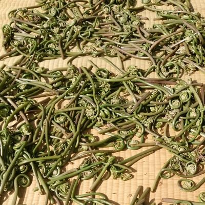 おてんとさまがみている