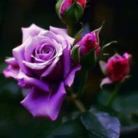 Sparrow68…Brazen Hussy on Purpose