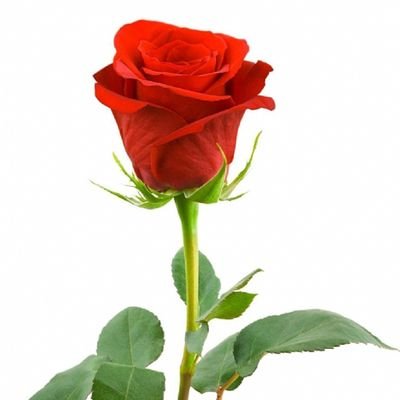 SESSİZ MUHALİF 🇹🇷 🇹🇷