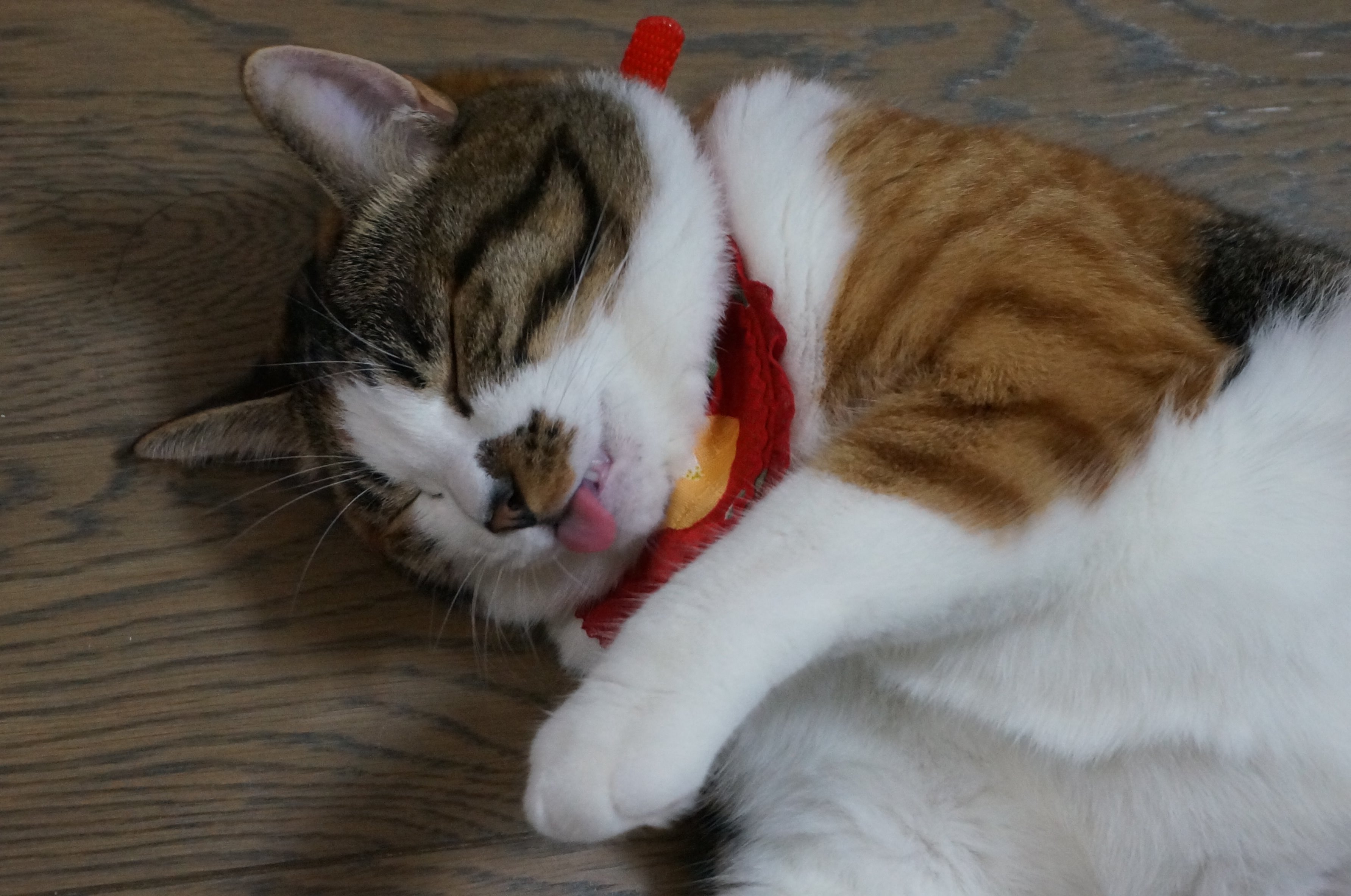 あづさ柾 ｖｖｖ(^^)/