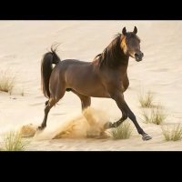 مركز كِندة للدراسات و الابحاث 🇸🇦🇸🇾🇴🇲🇯🇴