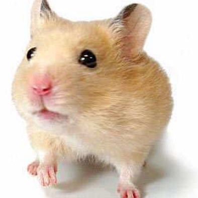 🥞🐹こりす（品川区代表）🐹🥞