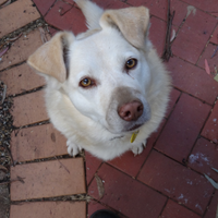 JAZZY J (we live in a)