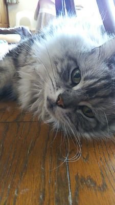 Mr.にゃんちゅう