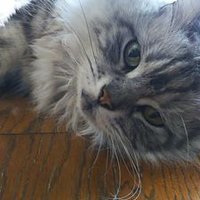 Mr.にゃんちゅう