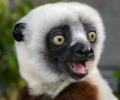 Apocalisto 🍉🍌🍓