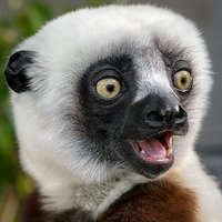 Apocalisto 🍉🍌🍓