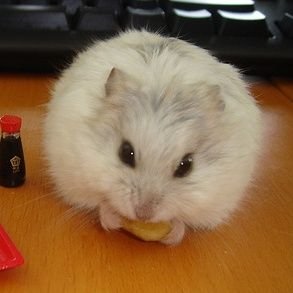 hamster