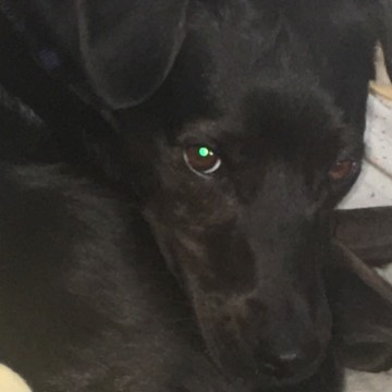 rydoboy 🏴󠁧󠁢󠁳󠁣󠁴󠁿