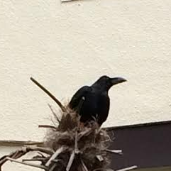 エィトカウント