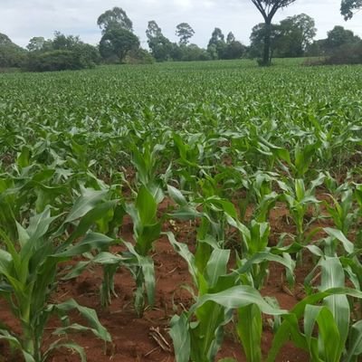 African Agriculture.