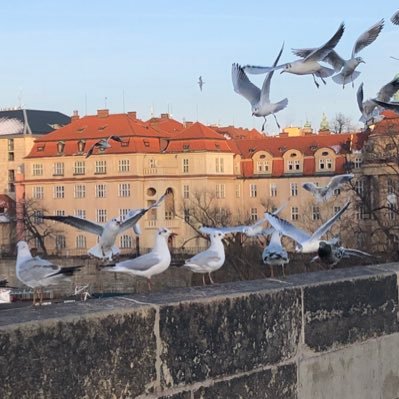 カモメチャン🍉🏳️‍🌈🍰🧁