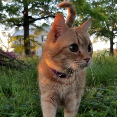 camme🏳️‍🌈🐾🙏🎶🌏🐞