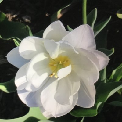 Marsha 🇺🇸 🐶