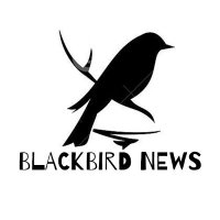 Blackbird News