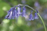 Lovely Bluebell Cottage Owner πͺ»The Peak District
