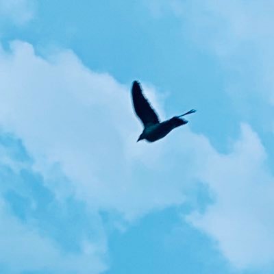 El-Mehdi CHAIBEDDERA