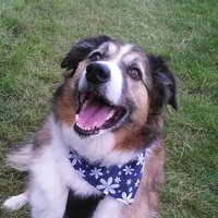 #AngelDannyBoy #AngelSamiCat