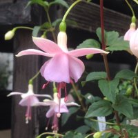 ニッカポッカノート