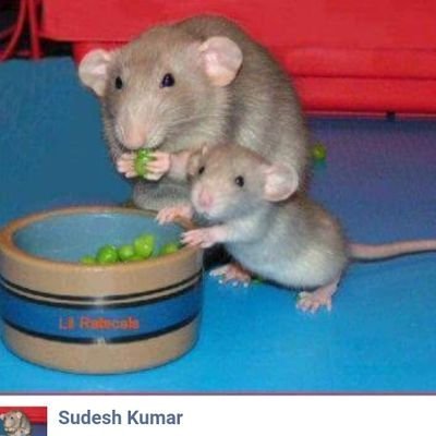 ѕυ∂єѕн кυмαя 🌿