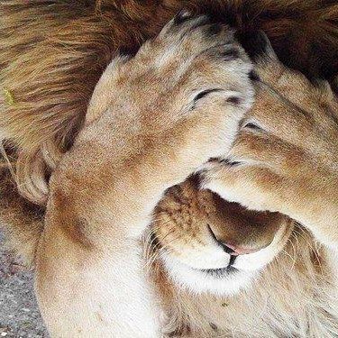 Obi1_K_NonSonoSoloQuesto🌈☮️🇯🇴🌻🍉