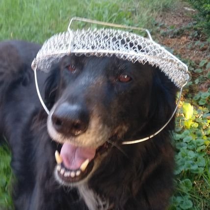 L'intérieur d'une figue 🇵🇸