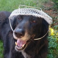 L'intérieur d'une figue 🇵🇸