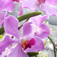 Arlene "Ahye" Agustin