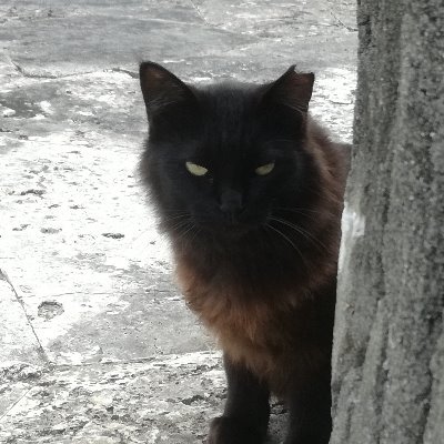 キューピッ豚（トン）