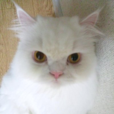 猫親父　模型人　松下龍一