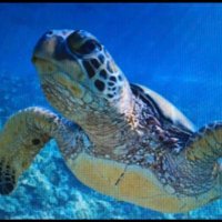 孤高く前を見て生きる