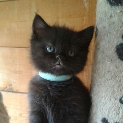 Scally ️ 🐱 🏳️‍🌈